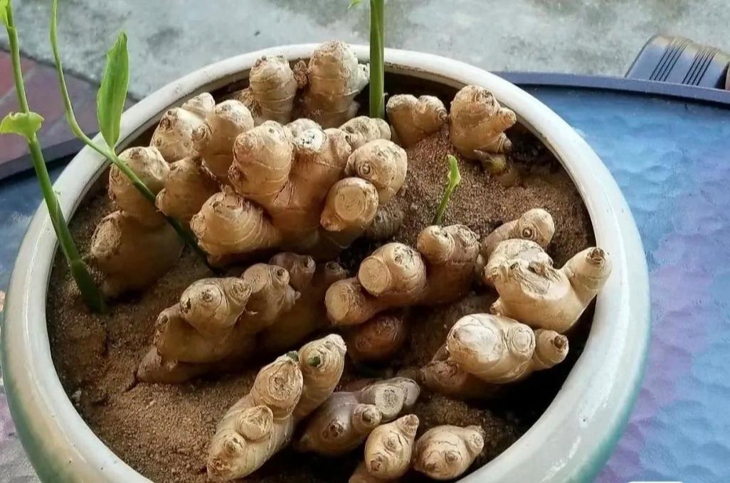 发芽的姜块别扔，发芽的姜还能不能用