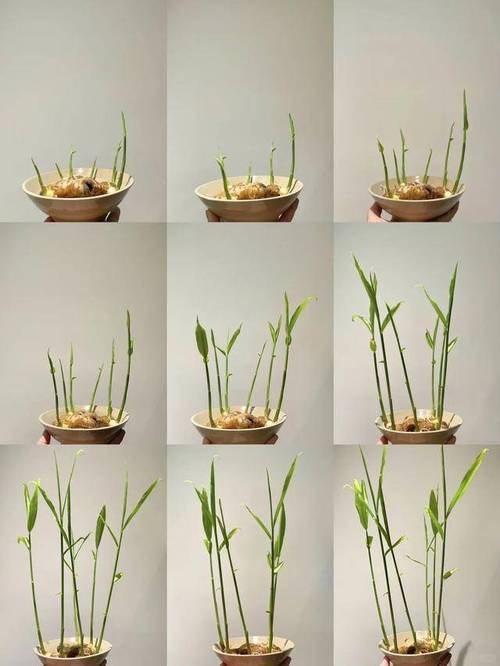 发芽的姜块别扔，发芽的姜还能不能用-第2张图片-优品飞百科