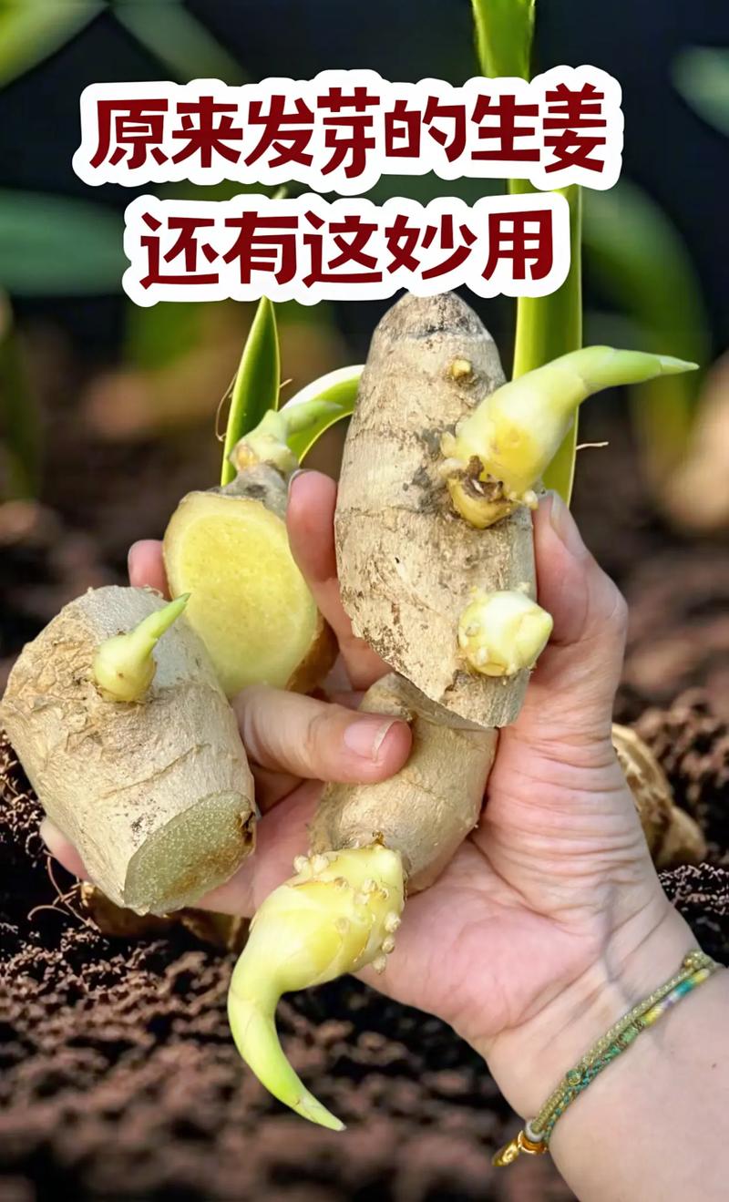 发芽的姜块别扔，发芽的姜还能不能用-第4张图片-优品飞百科