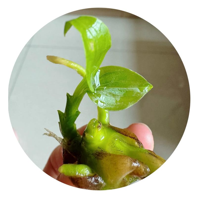 发芽的姜块别扔，发芽的姜还能不能用-第5张图片-优品飞百科