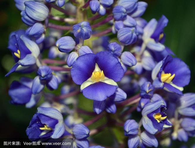 发芽的姜块别扔，发芽的姜还能不能用-第6张图片-优品飞百科