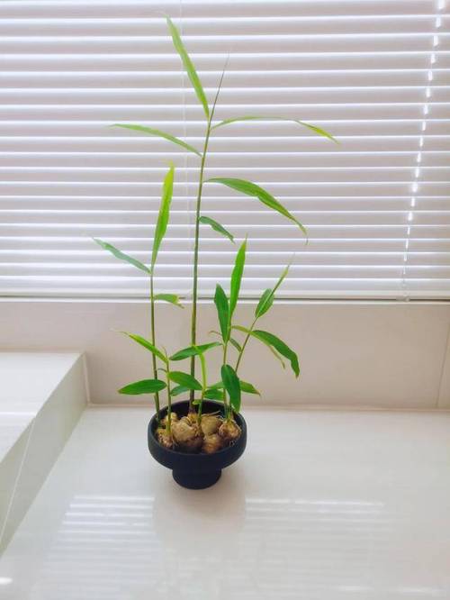 发芽的姜块别扔，发芽的姜还能不能用-第7张图片-优品飞百科