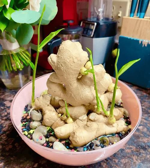 发芽的姜块别扔，发芽的姜还能不能用-第8张图片-优品飞百科