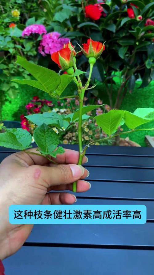 月季什么时候扦插比较好，月季什么时候扦插比较好视频教程-第3张图片-优品飞百科