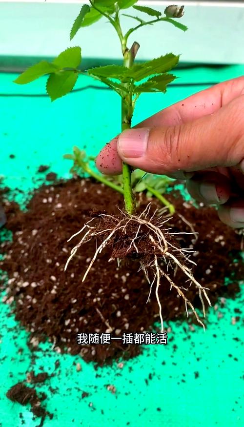 月季什么时候扦插比较好，月季什么时候扦插比较好视频教程-第4张图片-优品飞百科