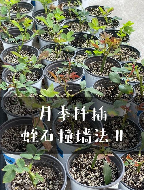 月季什么时候扦插比较好，月季什么时候扦插比较好视频教程-第5张图片-优品飞百科