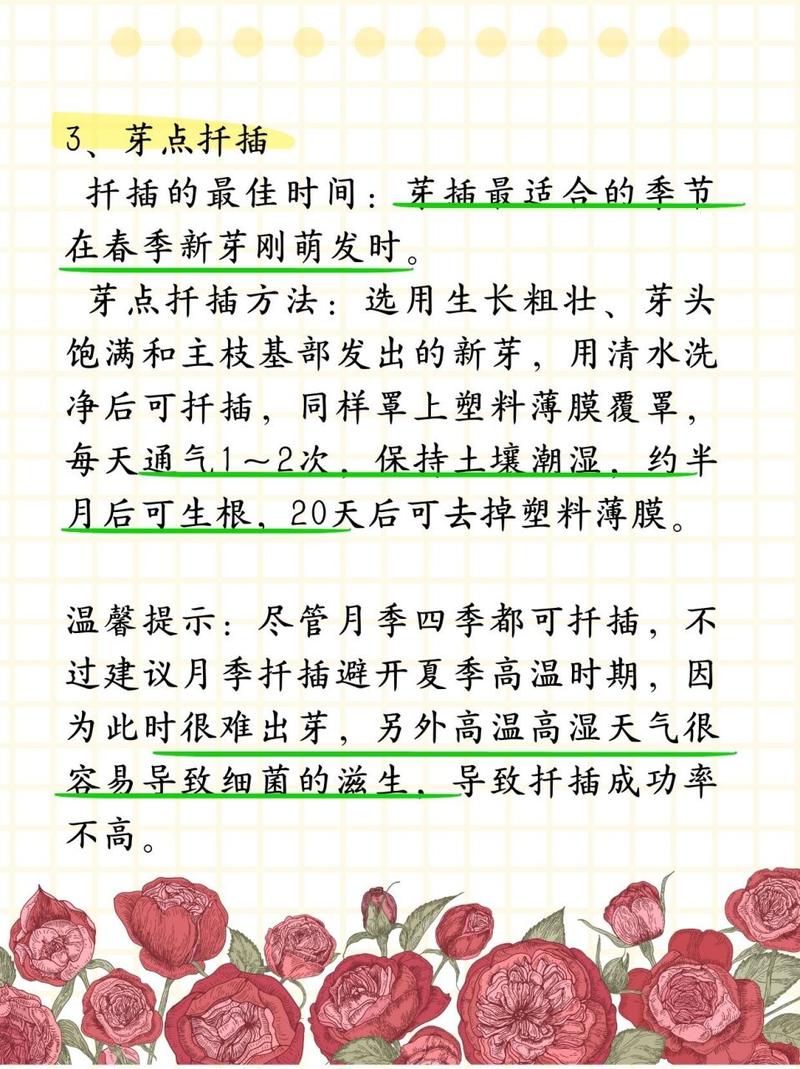 月季什么时候扦插比较好，月季什么时候扦插比较好视频教程-第6张图片-优品飞百科