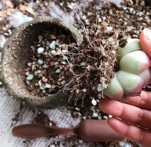 新买的多肉要洗根吗，刚买回来的多肉需要晾根吗