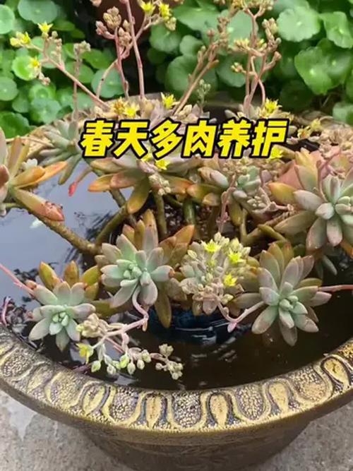 新买的多肉要洗根吗，刚买回来的多肉需要晾根吗-第2张图片-优品飞百科