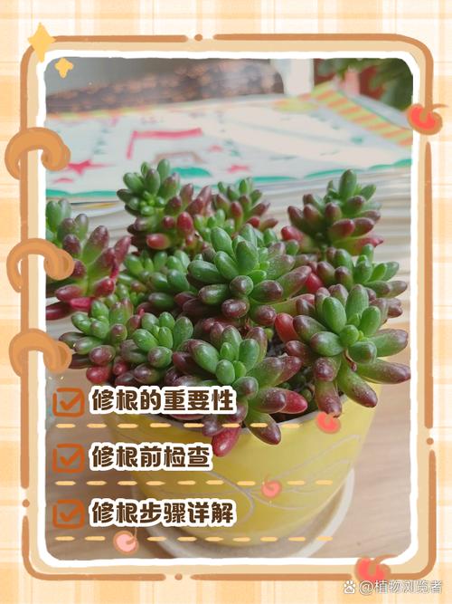 新买的多肉要洗根吗，刚买回来的多肉需要晾根吗-第3张图片-优品飞百科