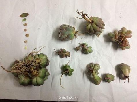 新买的多肉要洗根吗，刚买回来的多肉需要晾根吗-第4张图片-优品飞百科