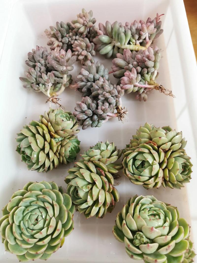 新买的多肉要洗根吗，刚买回来的多肉需要晾根吗-第5张图片-优品飞百科