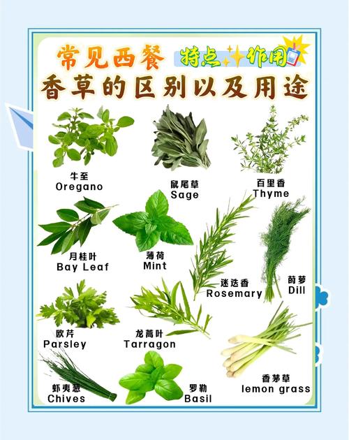 香水草的养殖方法？香水草的功效与作用？