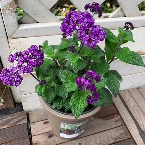 香水草的养殖方法？香水草的功效与作用？-第2张图片-优品飞百科