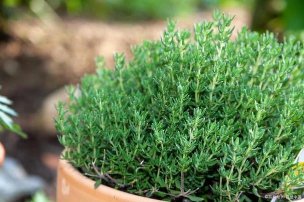 香水草的养殖方法？香水草的功效与作用？-第3张图片-优品飞百科