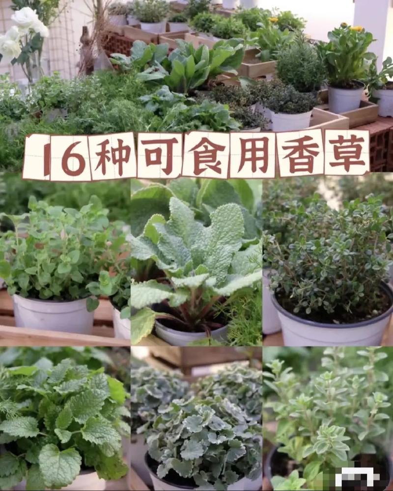 香水草的养殖方法？香水草的功效与作用？-第4张图片-优品飞百科