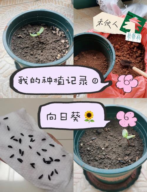 向日葵种子种植哪头朝下？向日葵种子种植是大头朝上还是小头朝上？-第2张图片-优品飞百科