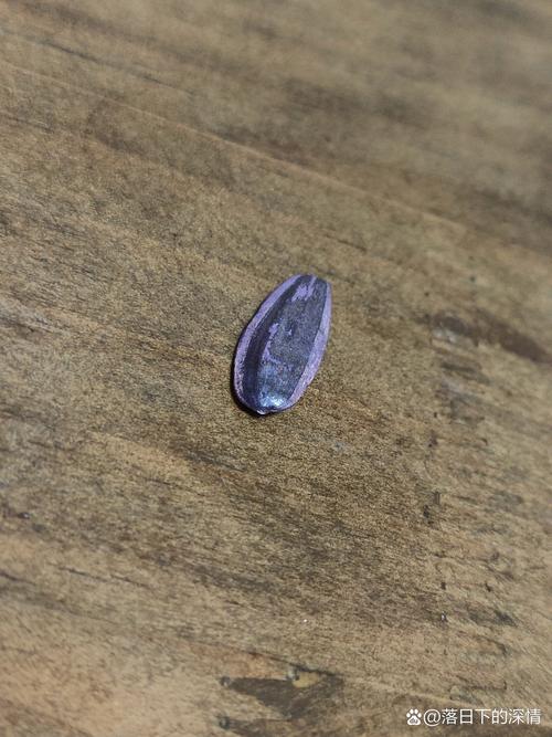 向日葵种子种植哪头朝下？向日葵种子种植是大头朝上还是小头朝上？-第4张图片-优品飞百科