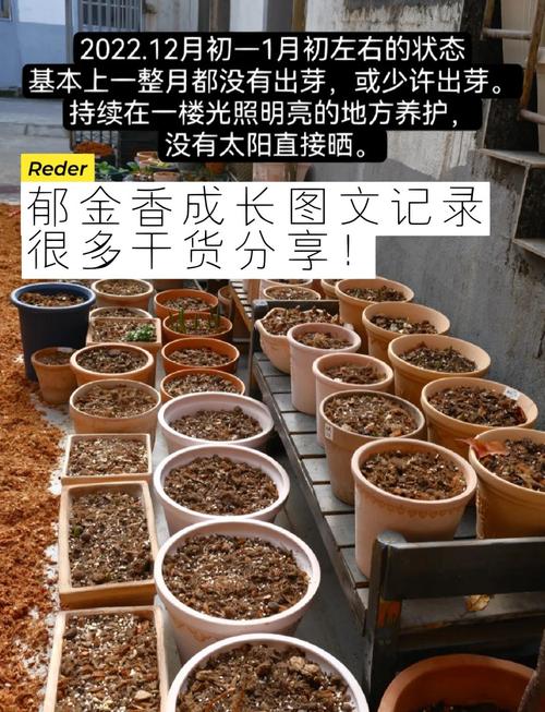 郁金香的种植时间和方法?郁金香种植时间与方法?-第2张图片-优品飞百科 郁金香的种植时间和方法?郁金香种植时间与方法?-第2张图片-优品飞百科