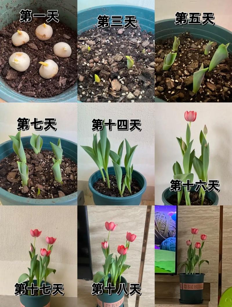 郁金香的种植时间和方法?郁金香种植时间与方法?-第3张图片-优品飞百科 郁金香的种植时间和方法?郁金香种植时间与方法?-第3张图片-优品飞百科