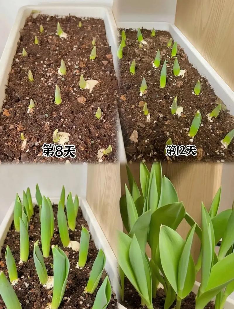 郁金香的种植时间和方法?郁金香种植时间与方法?-第5张图片-优品飞百科 郁金香的种植时间和方法?郁金香种植时间与方法?-第5张图片-优品飞百科