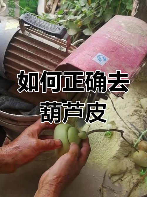 刚摘的葫芦怎样去皮,刚摘的葫芦怎么处理皮视频-第4张图片-优品飞百科 刚摘的葫芦怎样去皮,刚摘的葫芦怎么处理皮视频-第4张图片-优品飞百科