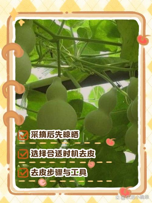 刚摘的葫芦怎样去皮,刚摘的葫芦怎么处理皮视频-第7张图片-优品飞百科 刚摘的葫芦怎样去皮,刚摘的葫芦怎么处理皮视频-第7张图片-优品飞百科