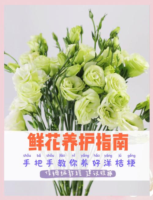 洋桔梗的养殖方法和注意事项？洋桔梗种子的种植方法和时间？-第2张图片-优品飞百科