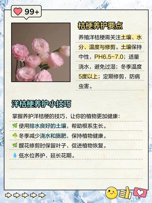 洋桔梗的养殖方法和注意事项？洋桔梗种子的种植方法和时间？-第3张图片-优品飞百科