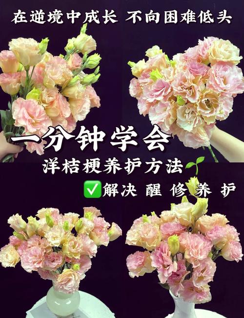 洋桔梗的养殖方法和注意事项？洋桔梗种子的种植方法和时间？-第4张图片-优品飞百科