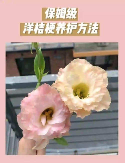 洋桔梗的养殖方法和注意事项？洋桔梗种子的种植方法和时间？-第5张图片-优品飞百科