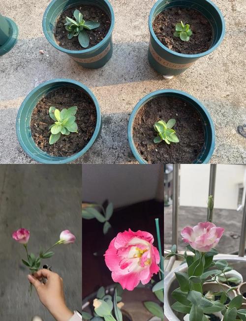 洋桔梗的养殖方法和注意事项？洋桔梗种子的种植方法和时间？-第6张图片-优品飞百科