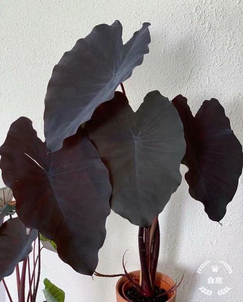 黑夜观音莲如何养,黒叶观音莲怎么养-第2张图片-优品飞百科 黑夜观音莲如何养,黒叶观音莲怎么养-第2张图片-优品飞百科