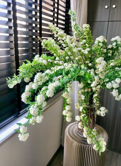 黑夜观音莲如何养,黒叶观音莲怎么养-第3张图片-优品飞百科 黑夜观音莲如何养,黒叶观音莲怎么养-第3张图片-优品飞百科