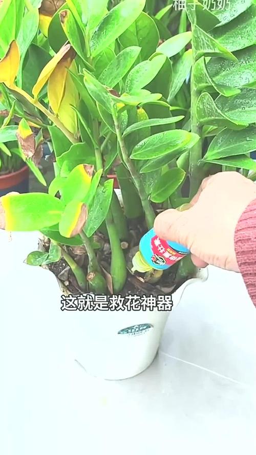 黑夜观音莲如何养,黒叶观音莲怎么养-第6张图片-优品飞百科 黑夜观音莲如何养,黒叶观音莲怎么养-第6张图片-优品飞百科