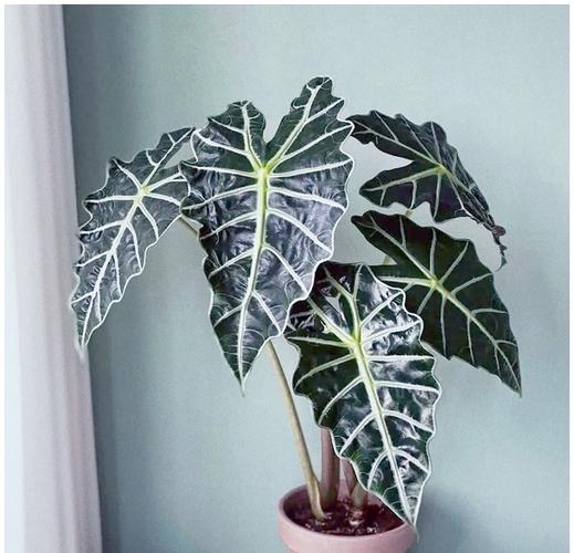 黑夜观音莲如何养,黒叶观音莲怎么养-第7张图片-优品飞百科 黑夜观音莲如何养,黒叶观音莲怎么养-第7张图片-优品飞百科