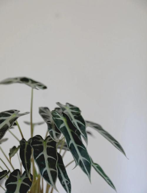 黑夜观音莲如何养,黒叶观音莲怎么养-第8张图片-优品飞百科 黑夜观音莲如何养,黒叶观音莲怎么养-第8张图片-优品飞百科