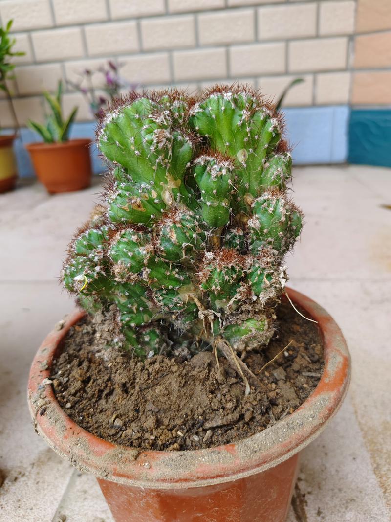 山影拳怎么养出怪形状，山影拳怎么养容易长大？