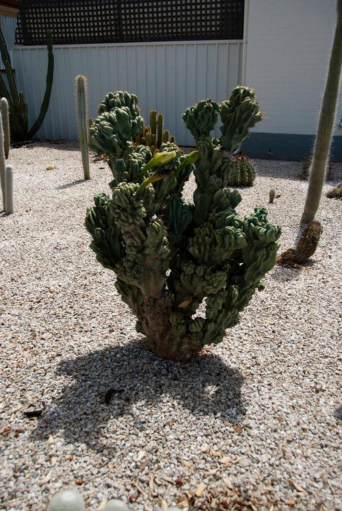 山影拳怎么养出怪形状，山影拳怎么养容易长大？-第2张图片-优品飞百科