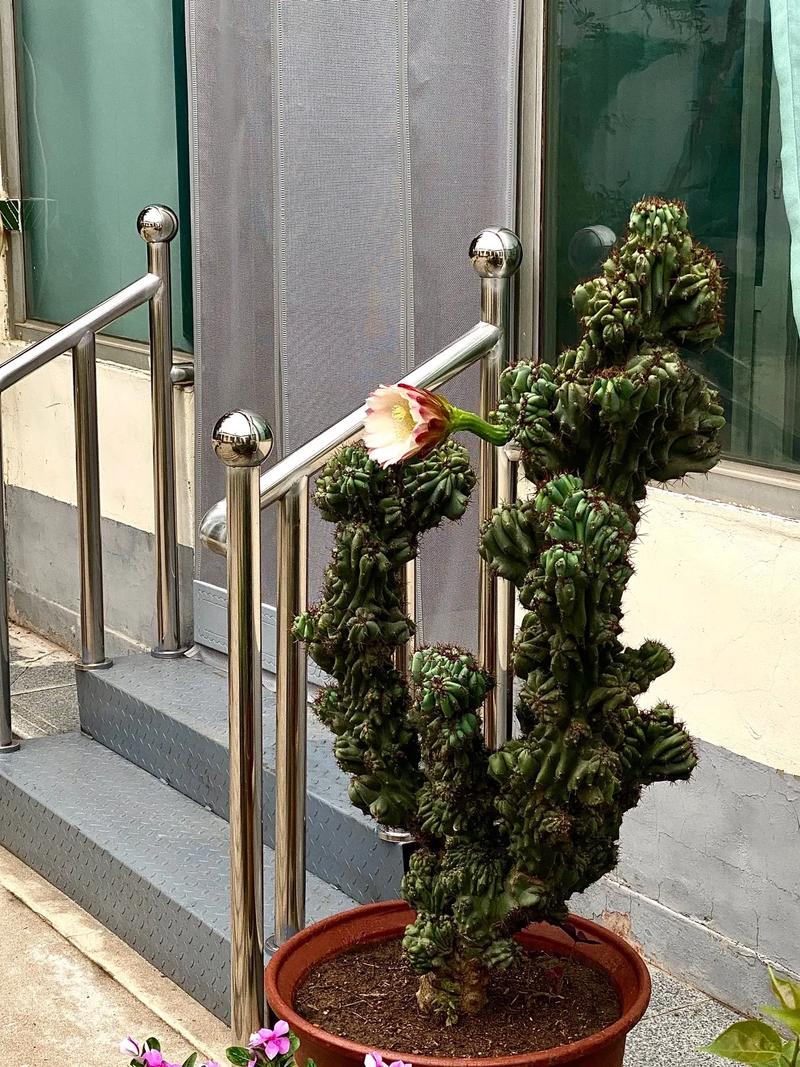 山影拳怎么养出怪形状，山影拳怎么养容易长大？-第3张图片-优品飞百科