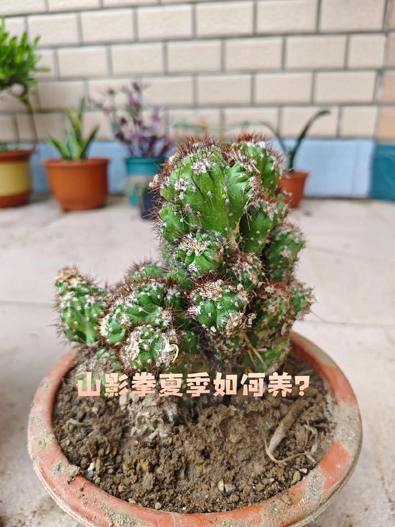 山影拳怎么养出怪形状，山影拳怎么养容易长大？-第4张图片-优品飞百科