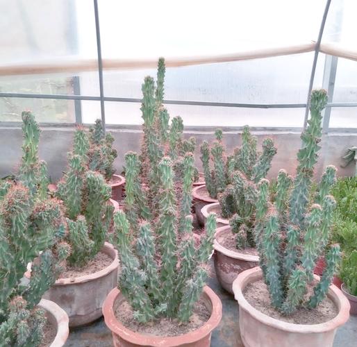 山影拳怎么养出怪形状，山影拳怎么养容易长大？-第5张图片-优品飞百科