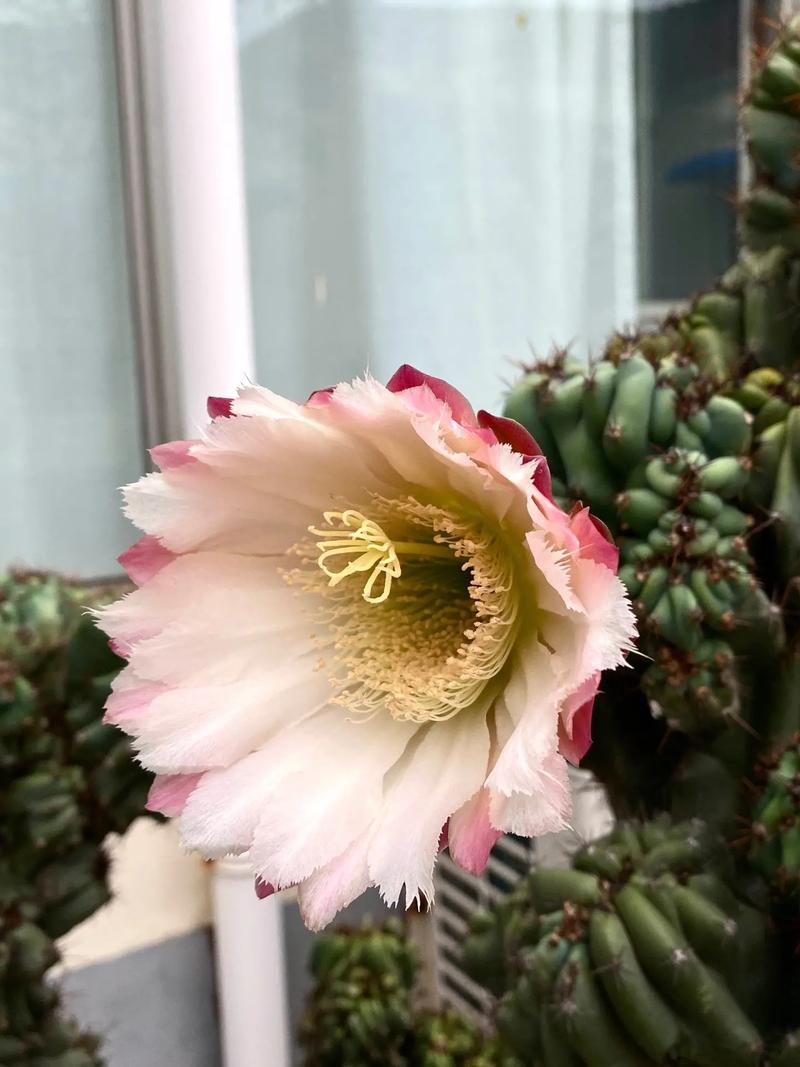 山影拳怎么养出怪形状，山影拳怎么养容易长大？-第6张图片-优品飞百科