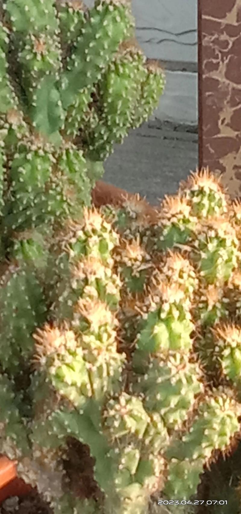 山影拳怎么养出怪形状，山影拳怎么养容易长大？-第7张图片-优品飞百科