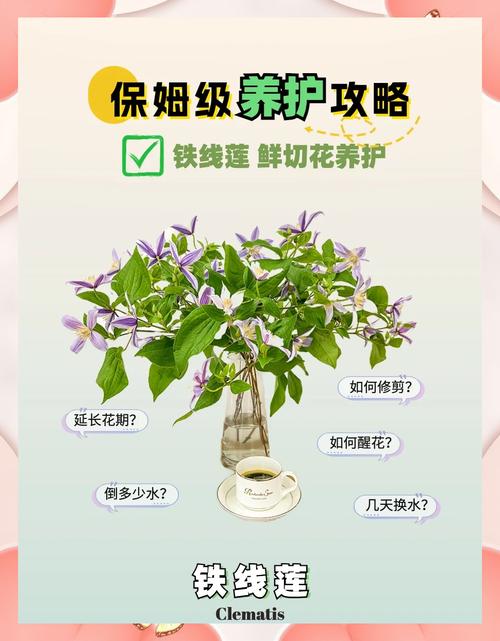 铁线莲的冬天养殖禁忌？铁线莲冬天会冻死么？