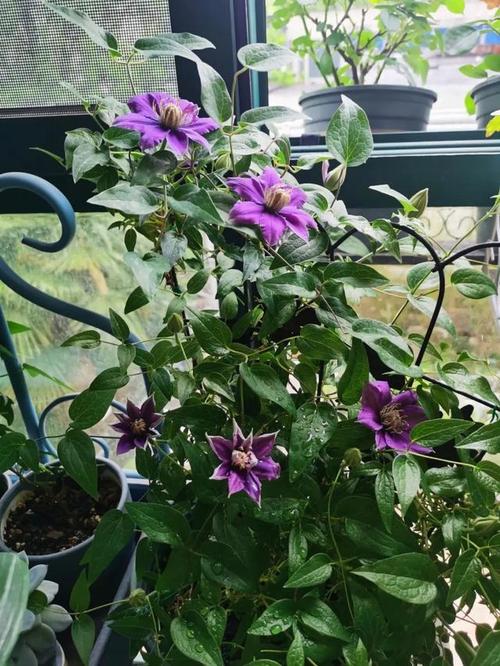 铁线莲的冬天养殖禁忌？铁线莲冬天会冻死么？-第2张图片-优品飞百科