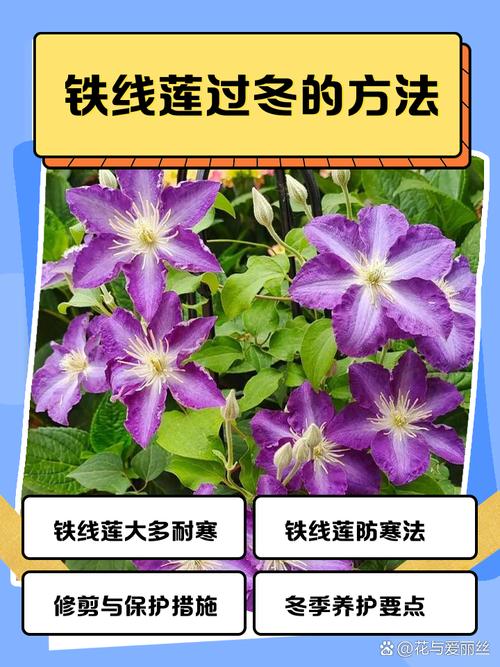 铁线莲的冬天养殖禁忌？铁线莲冬天会冻死么？-第3张图片-优品飞百科