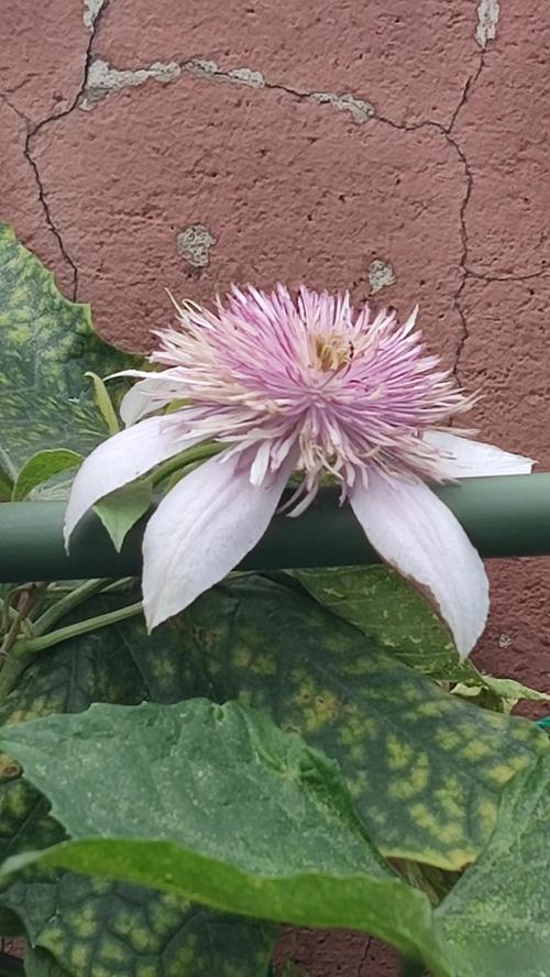 铁线莲的冬天养殖禁忌？铁线莲冬天会冻死么？-第4张图片-优品飞百科