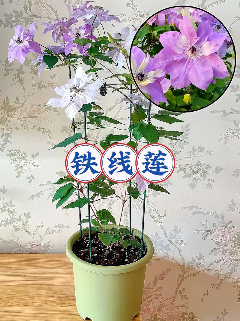 铁线莲的冬天养殖禁忌？铁线莲冬天会冻死么？-第5张图片-优品飞百科