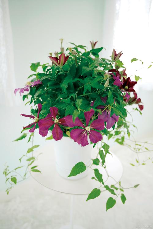 铁线莲的冬天养殖禁忌？铁线莲冬天会冻死么？-第6张图片-优品飞百科